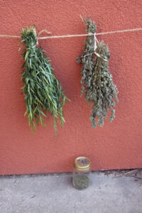 Preserving Herbs for Best Flavor Image